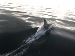 Dolphins in Runswick